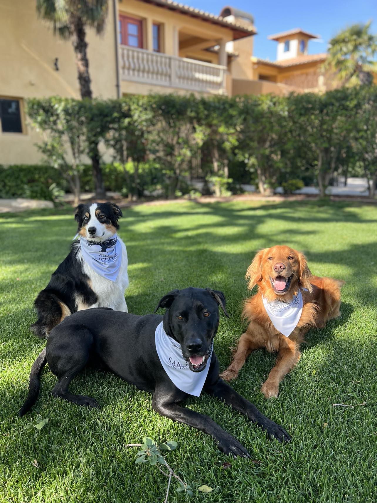 Three dogs on the lawn in front of VIlla San-Juliette