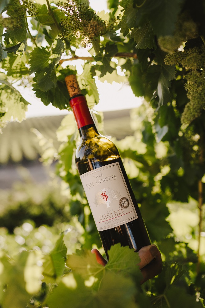 Bottle of wine in the vineyard