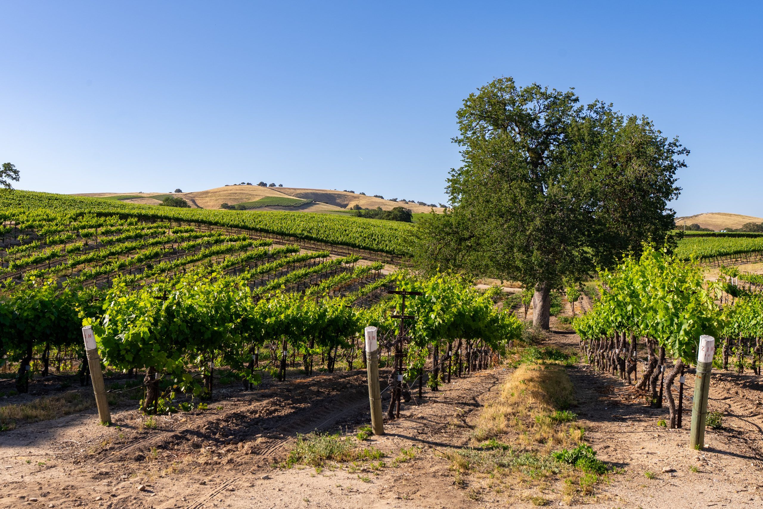 Vineyards at Villa San-Juliette